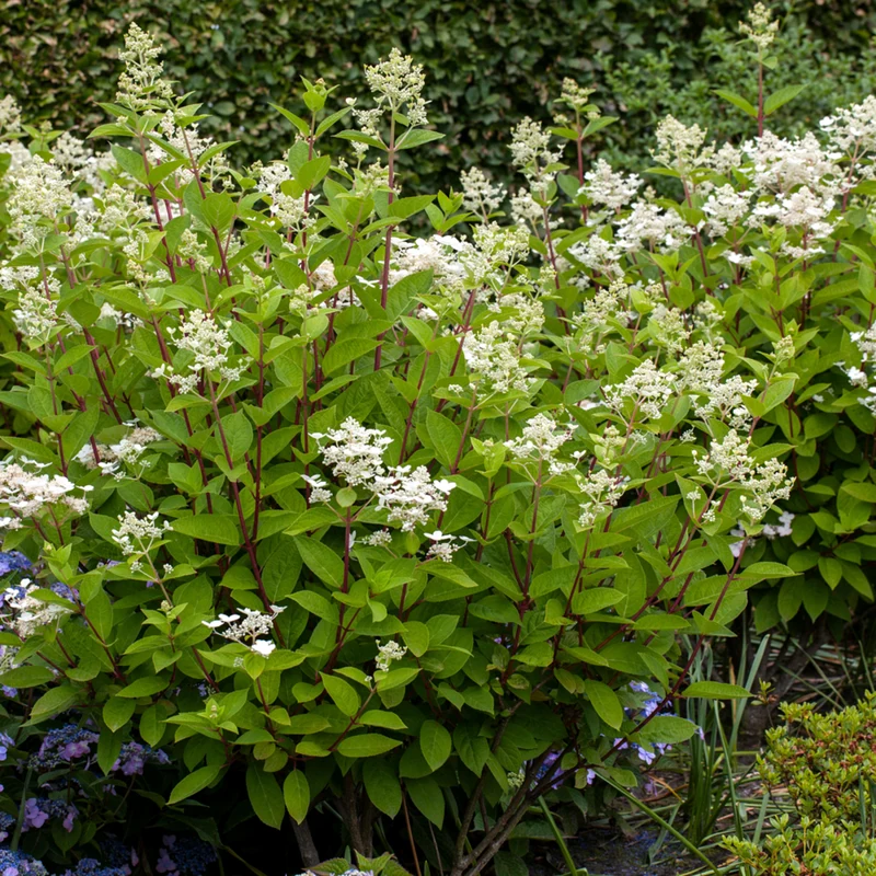 Rispenhortensie 'Wims Red®'