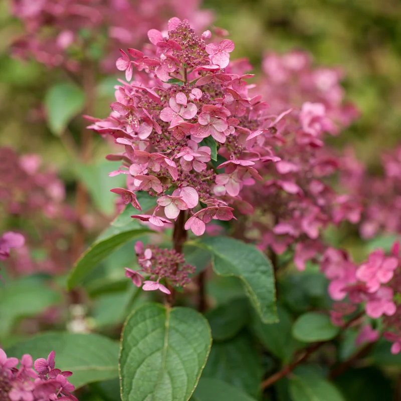 Rispenhortensie 'Wims Red®'