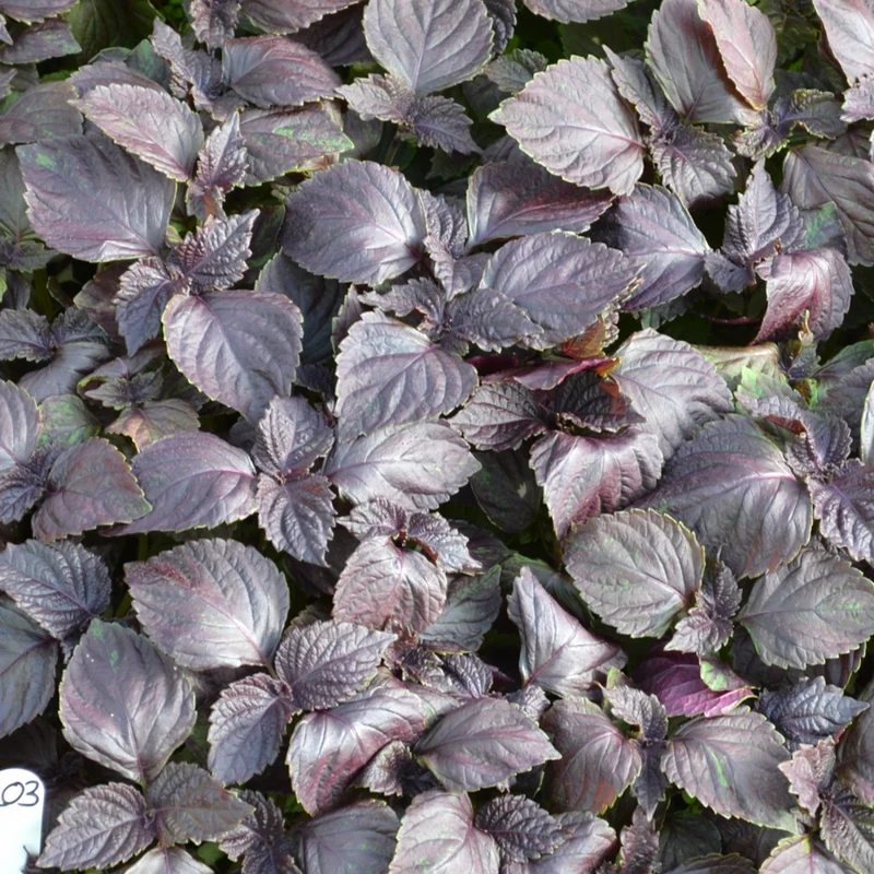 Bio Perilla Shiso