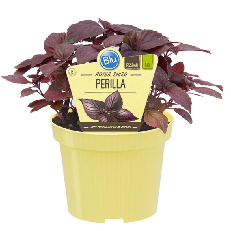 Bio Perilla Shiso