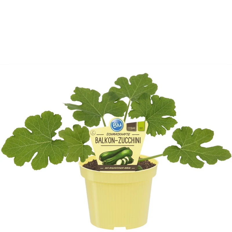Bio Balkon-Zucchini