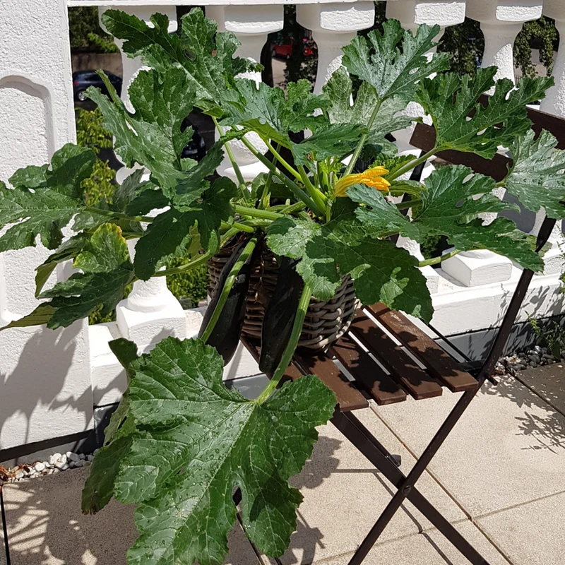 Bio Balkon-Zucchini