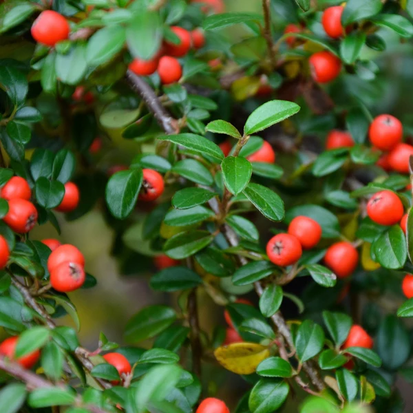 Zwergmispel 'Frieders Evergreen'