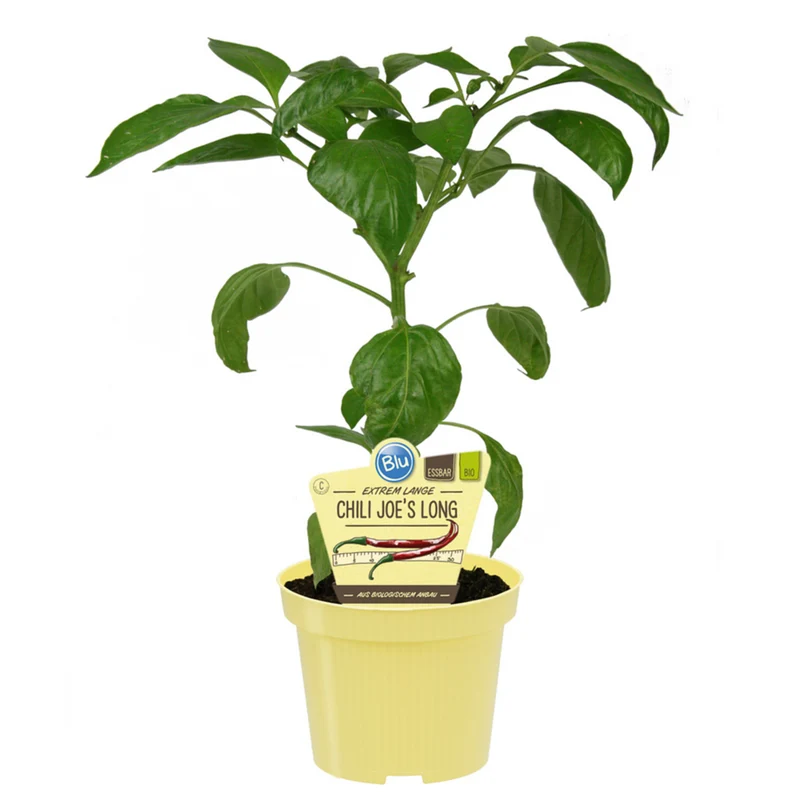 Bio Chili 'Joe's Long'