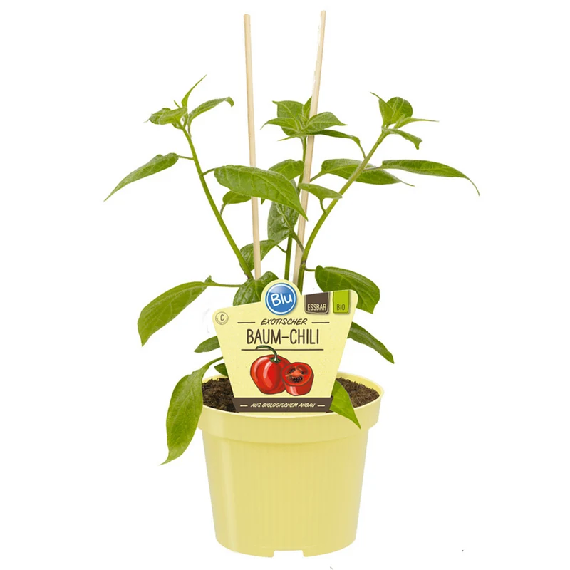 Bio Baum-Chili