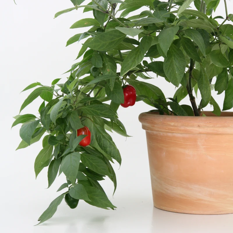 Bio Baum-Chili