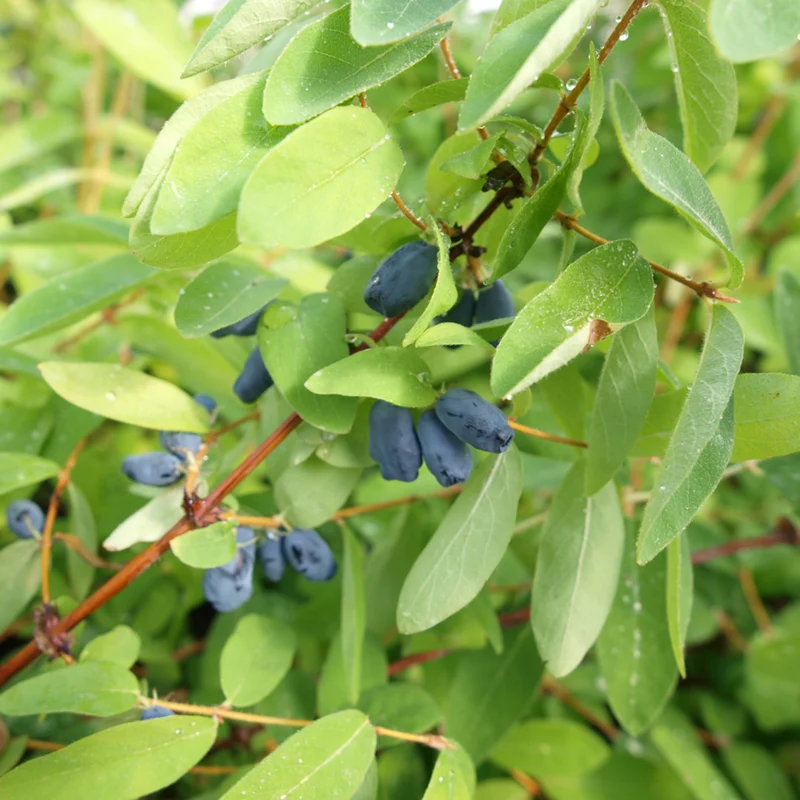 Bio Sibirische Blaubeere
