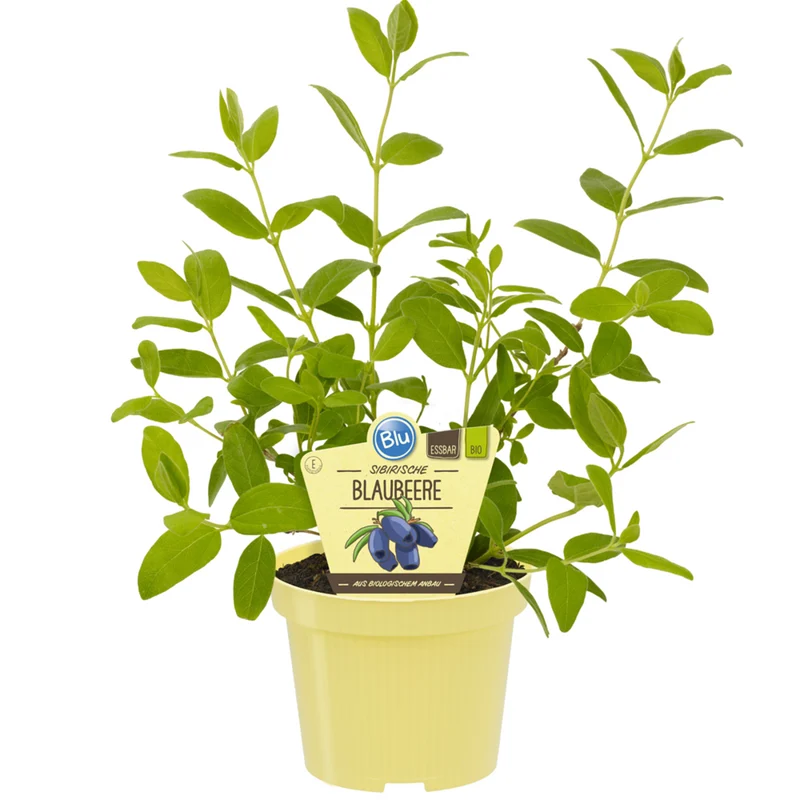 Bio Sibirische Blaubeere