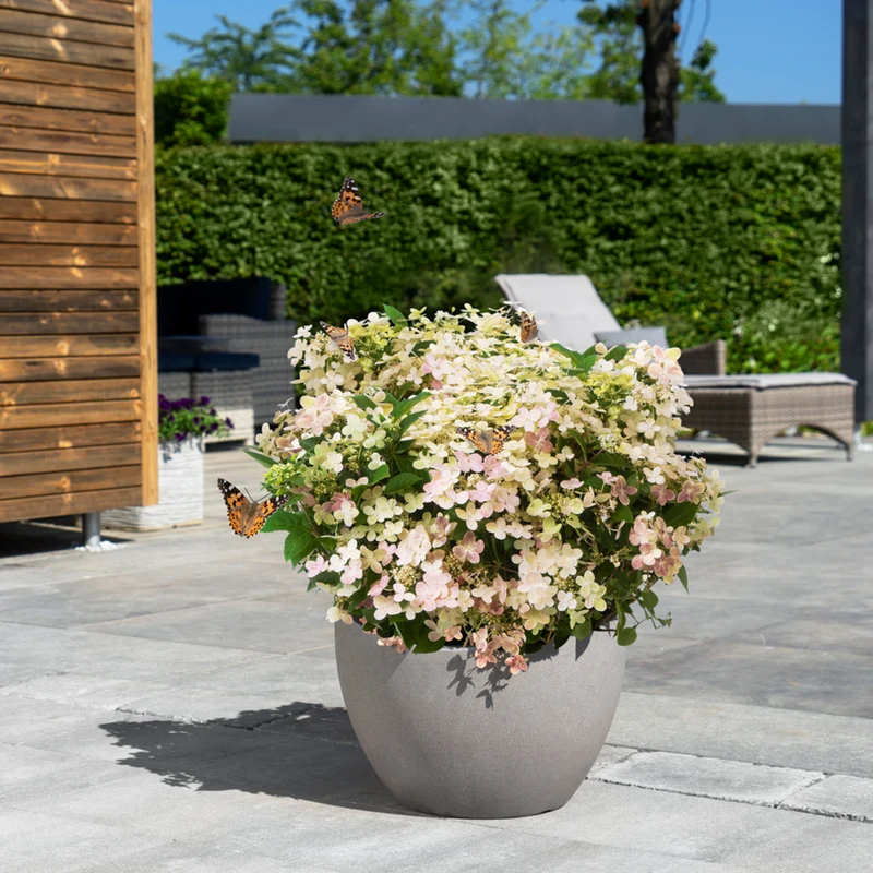 Rispenhortensie 'Switch® Ophelia'