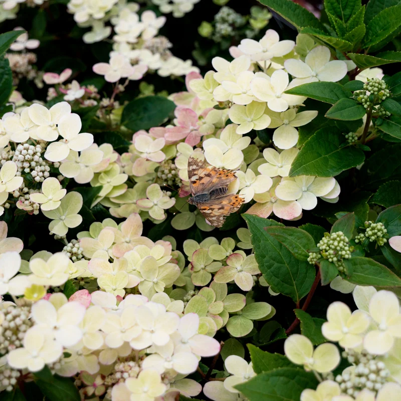 Rispenhortensie 'Switch® Ophelia'