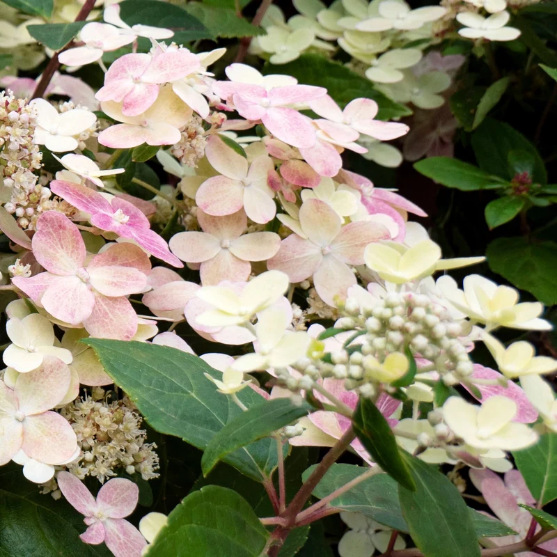 Rispenhortensie 'Switch® Ophelia'