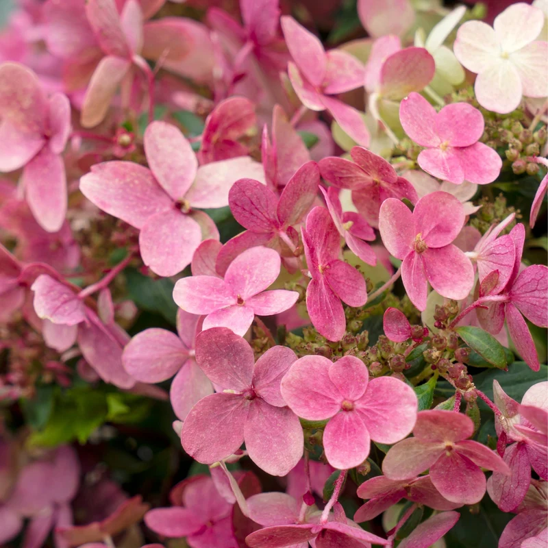 Rispenhortensie 'Switch® Ophelia'
