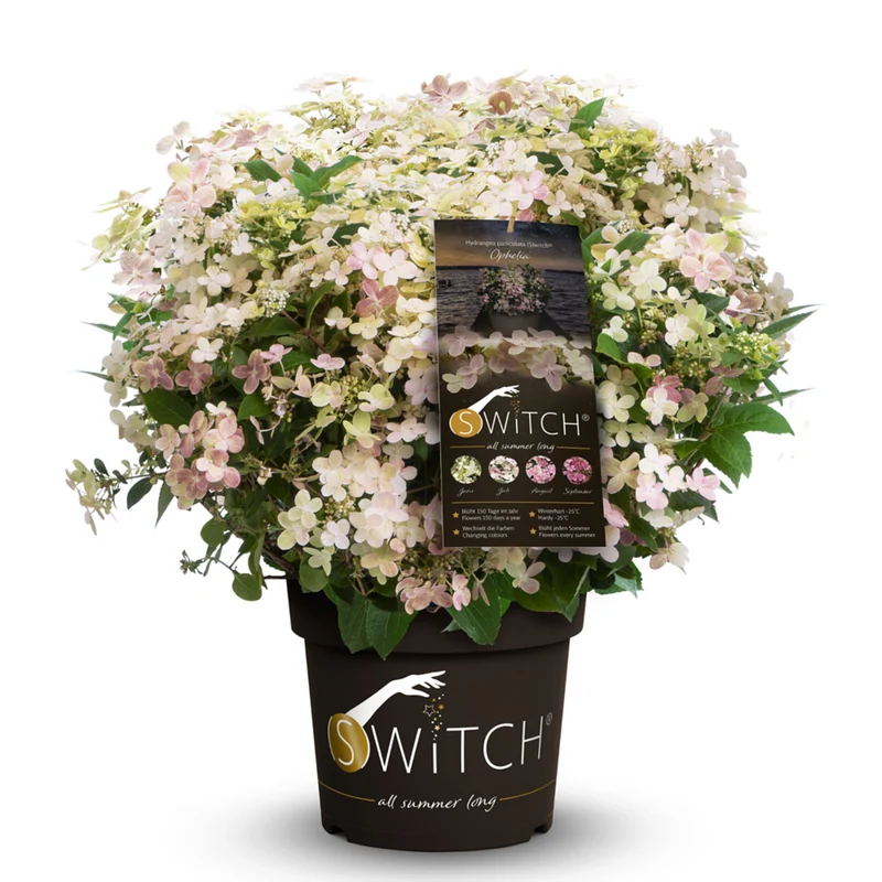 Rispenhortensie 'Switch® Ophelia'