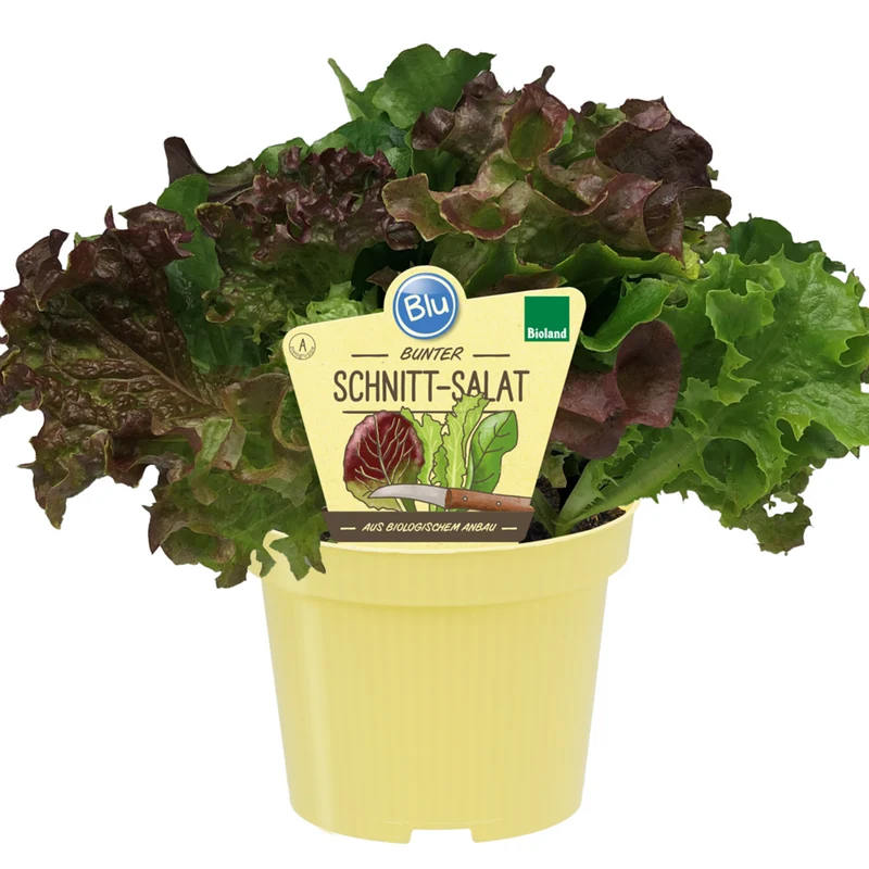 Bio Schnitt-Salat