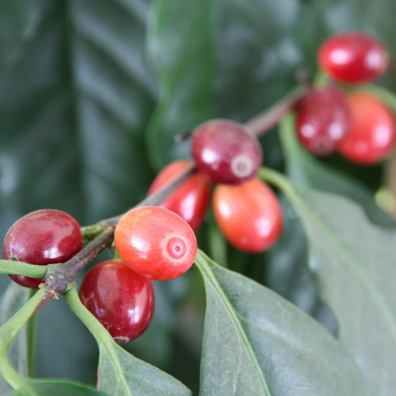 Bio echter Kaffee