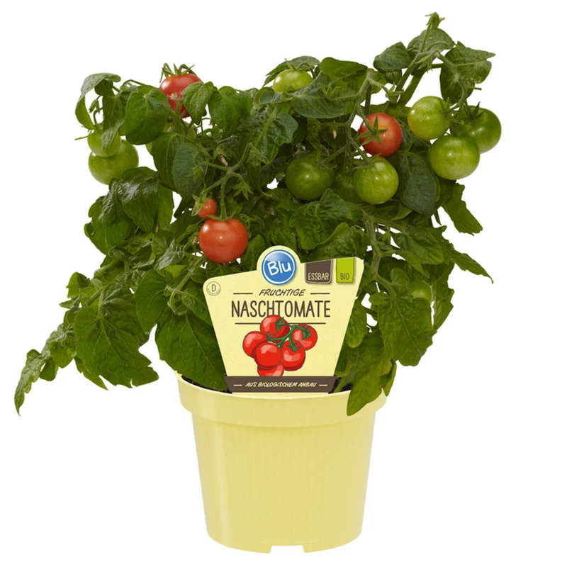 Bio Naschtomate