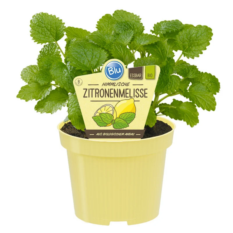 Bio Zitronenmelisse