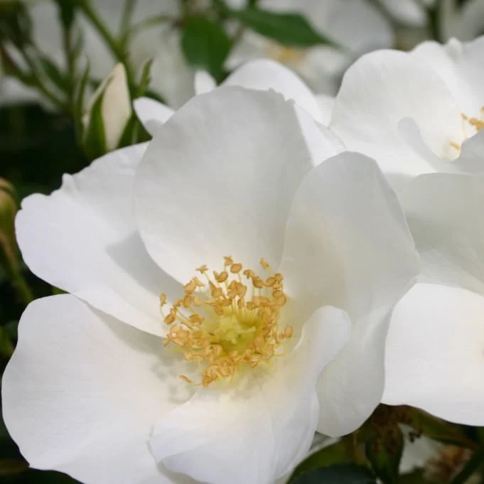 Bodendeckerrose 'Escimo'® Reinweiß