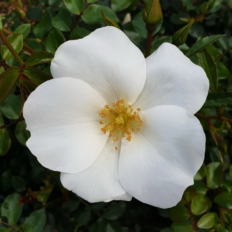 Bodendeckerrose 'Escimo'® Reinweiß