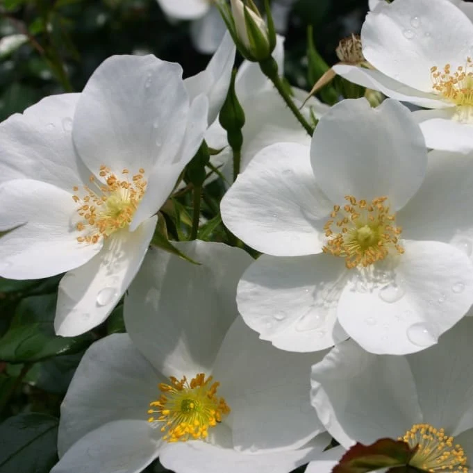 Bodendeckerrose 'Escimo'® Reinweiß