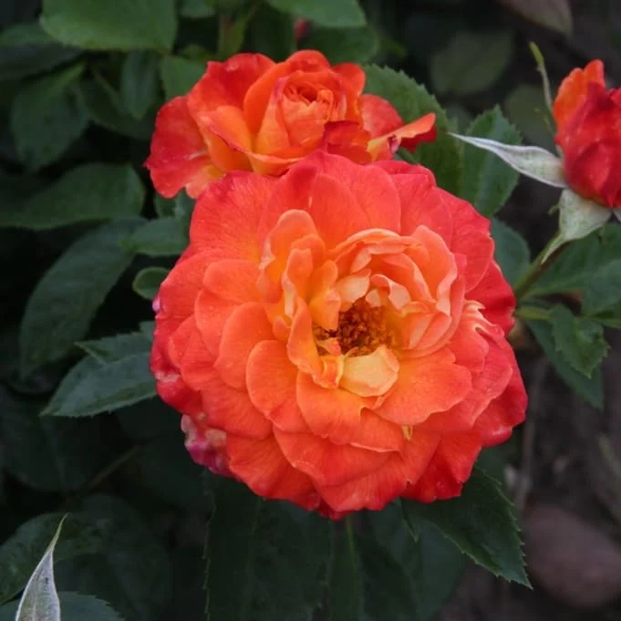 Edelrose 'Feurio'® Orange-Gelb