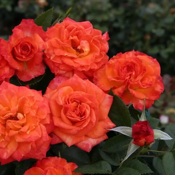 Edelrose 'Feurio'® Orange-Gelb