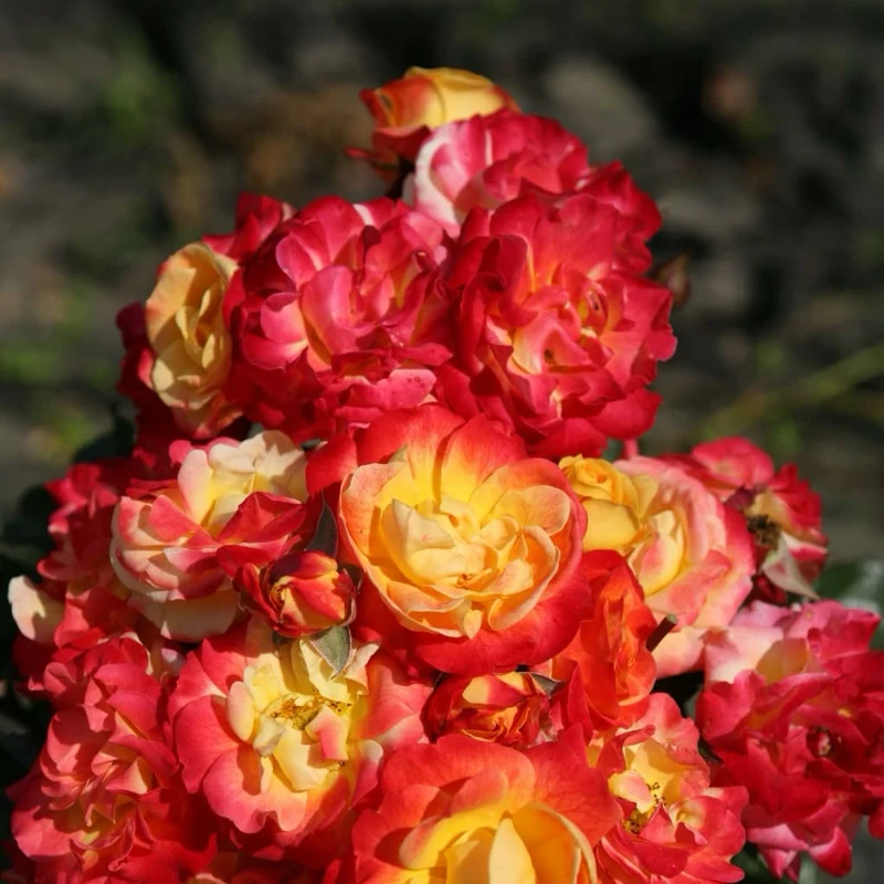 Beetrose 'Firebird'® Gelb-Rot
