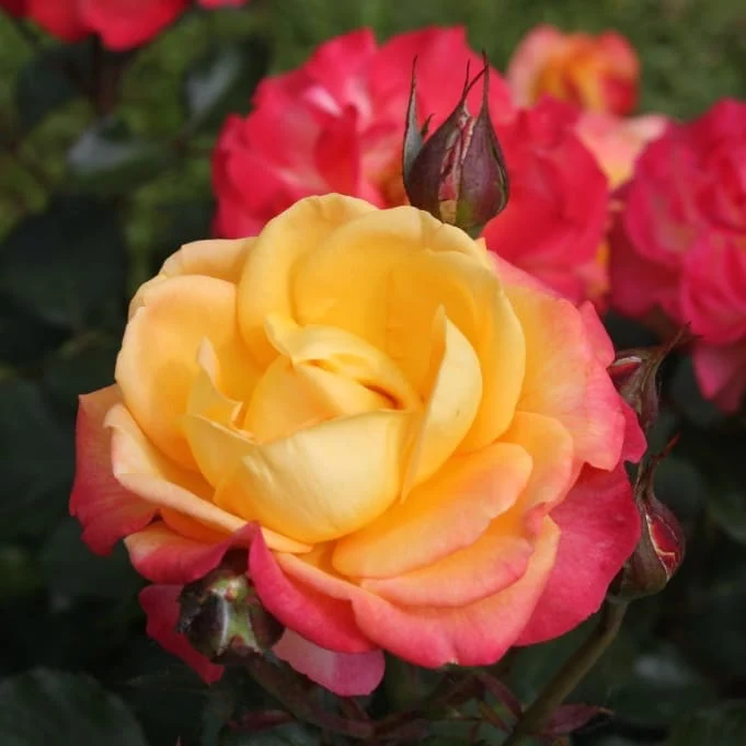 Edelrose 'Flaming Star'® Gelb-Rosarot