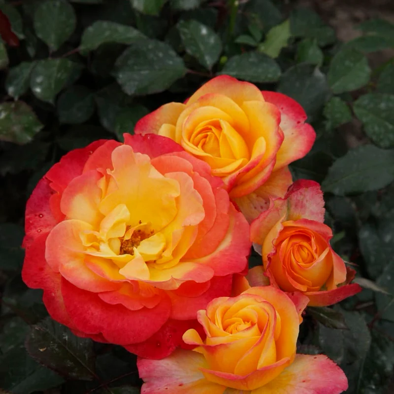 Edelrose 'Flaming Star'® Gelb-Rosarot