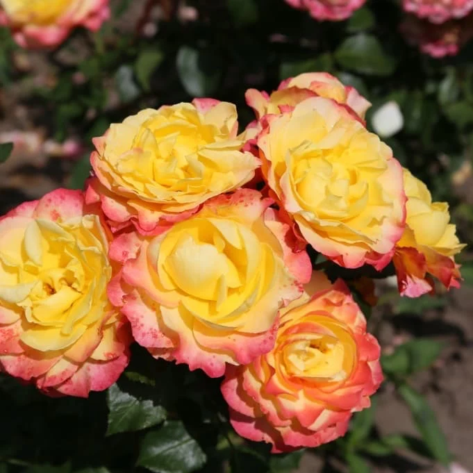 Edelrose 'Flaming Star'® Gelb-Rosarot