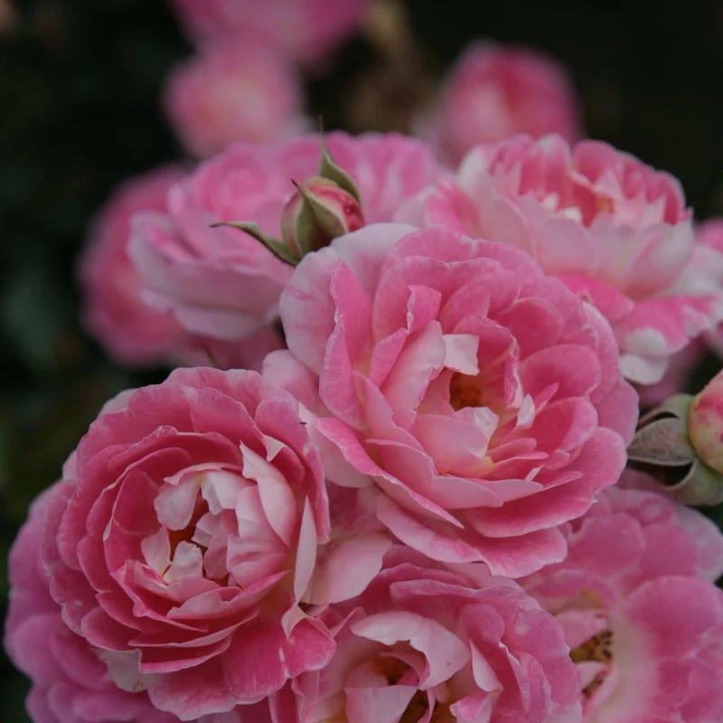 Zwergrose 'Flirt 2011'® Hellrosa-Creme
