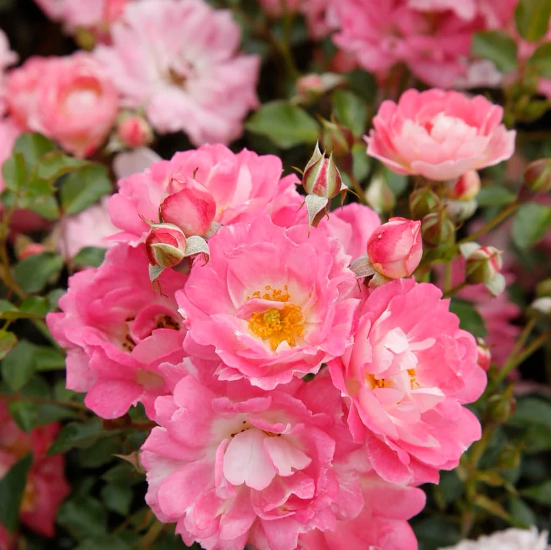 Zwergrose 'Flirt 2011'® Hellrosa-Creme