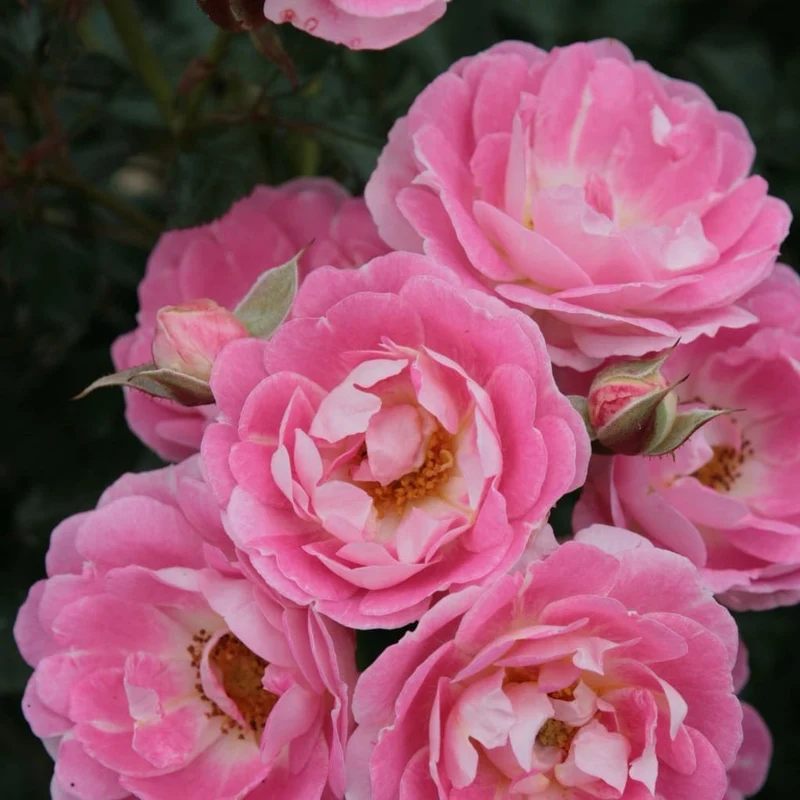 Zwergrose 'Flirt 2011'® Hellrosa-Creme