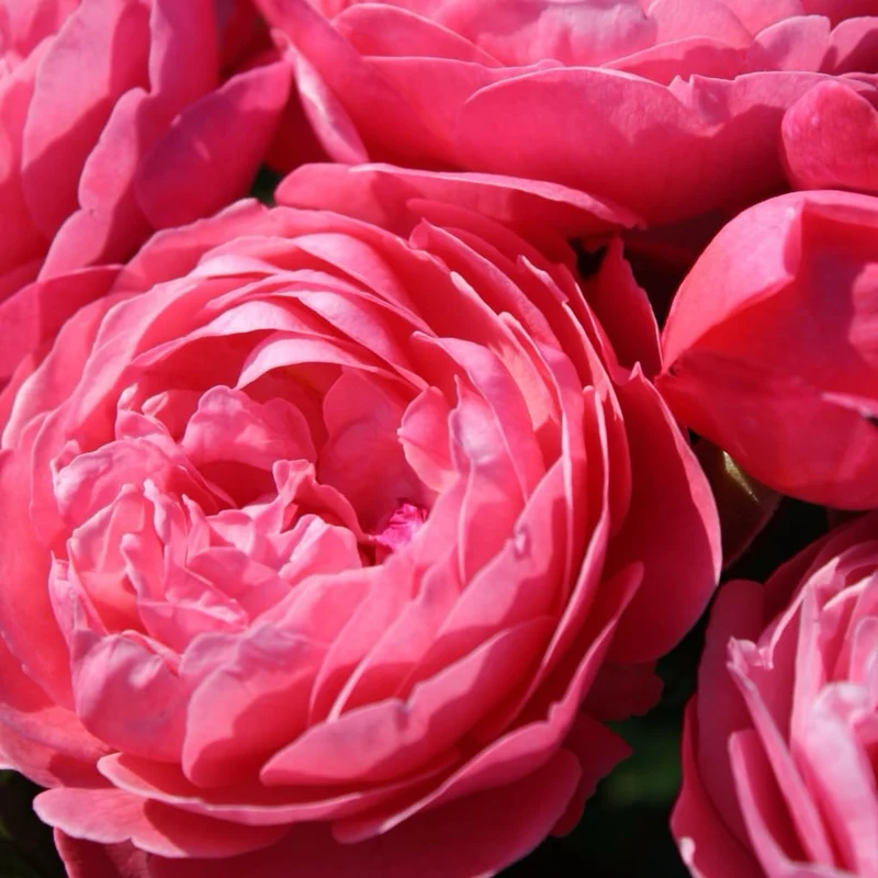 Strauchrose 'Flora Colonia' Rosa