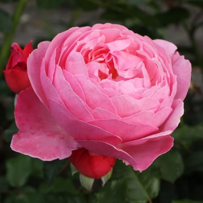 Strauchrose 'Flora Colonia' Rosa