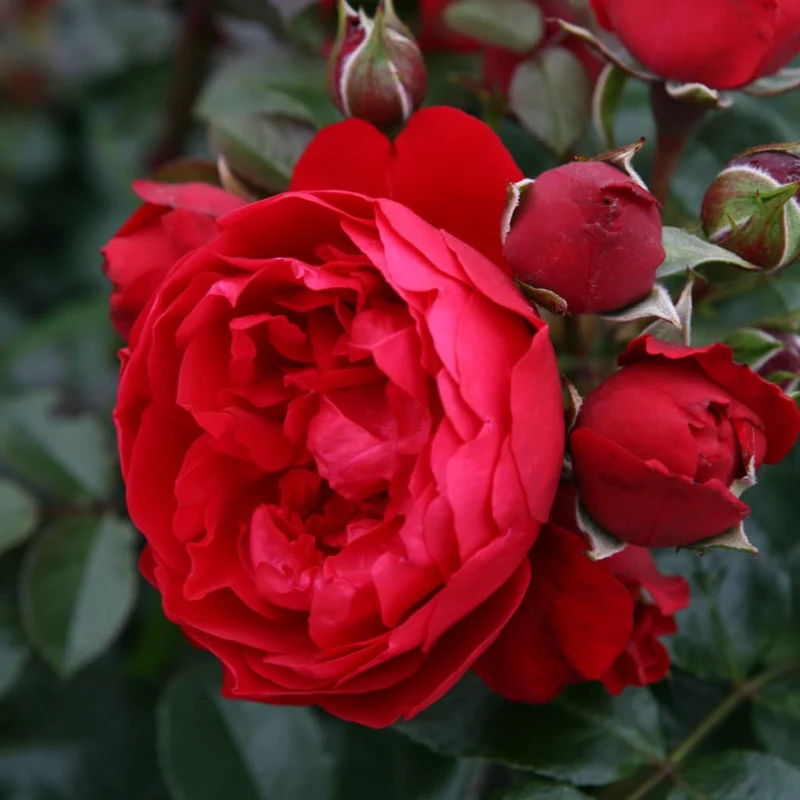 Kletterrose 'Florentina'® Rot