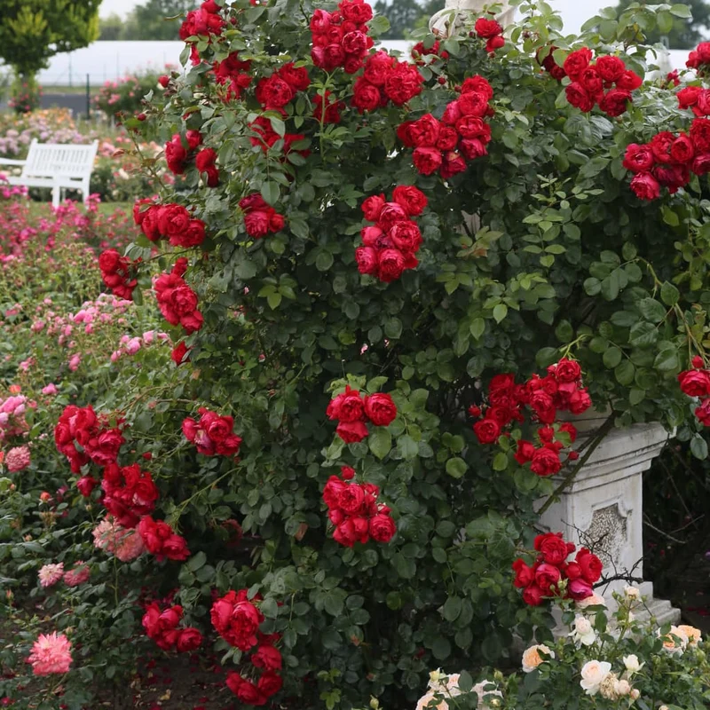 Kletterrose 'Florentina'® Rot