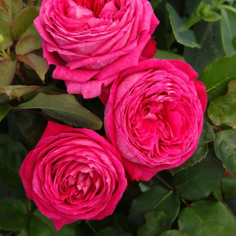 Beetrose Parfuma® 'Freifrau Caroline'® Violett-Rosa