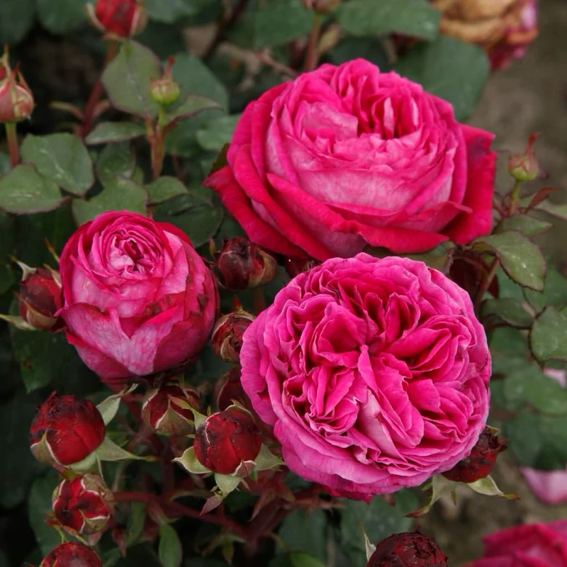 Beetrose Parfuma® 'Freifrau Caroline'® Violett-Rosa
