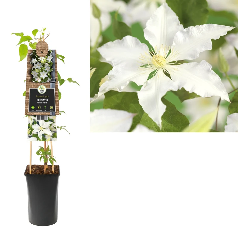 Kletterpflanze Clematis Gladys Picard (Cowberry)