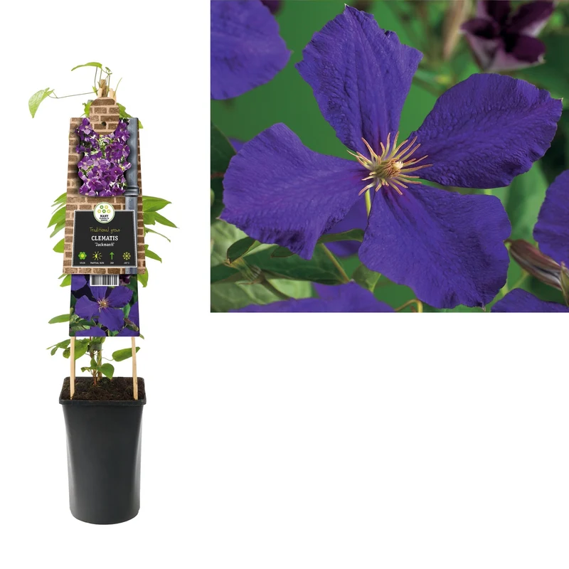 Kletterpflanze Clematis jackmanii (Cuhbeere)