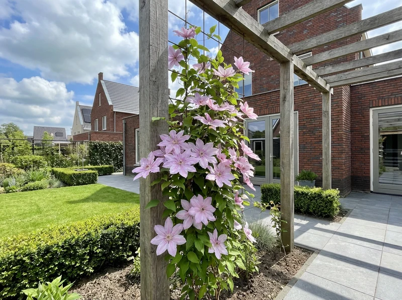 Kletterpflanze Clematis Hagley Hybrid (Kissenrebe)