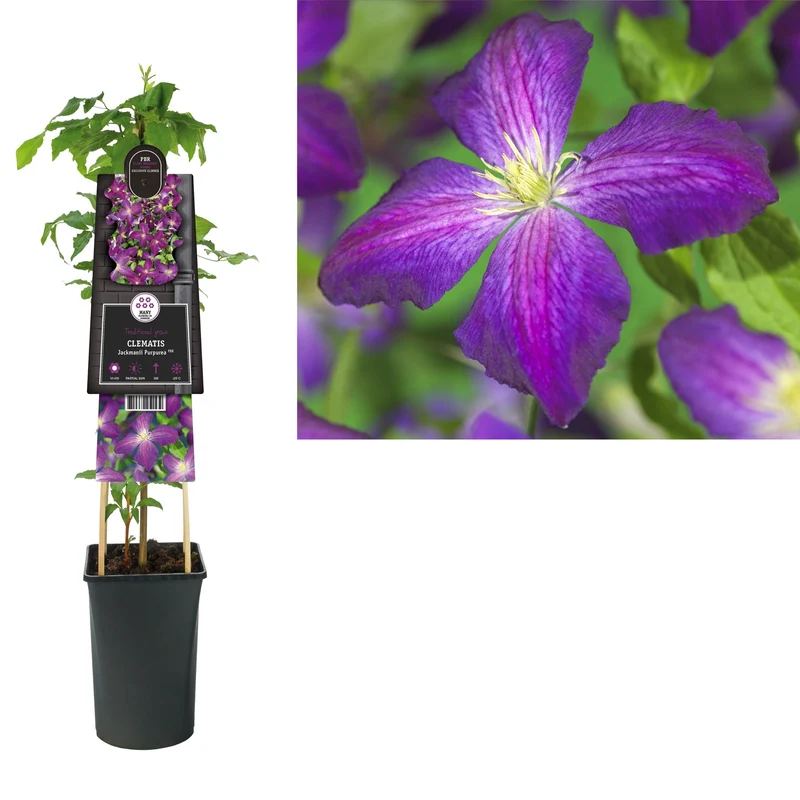 Kletterpflanze Clematis jackmanii purpurea PBR (Cowberry)