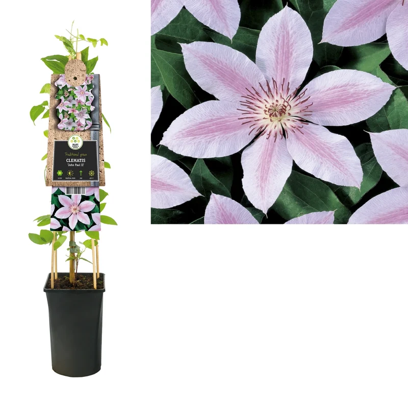 Kletterpflanze Clematis Johannes Paul II (Kissen)