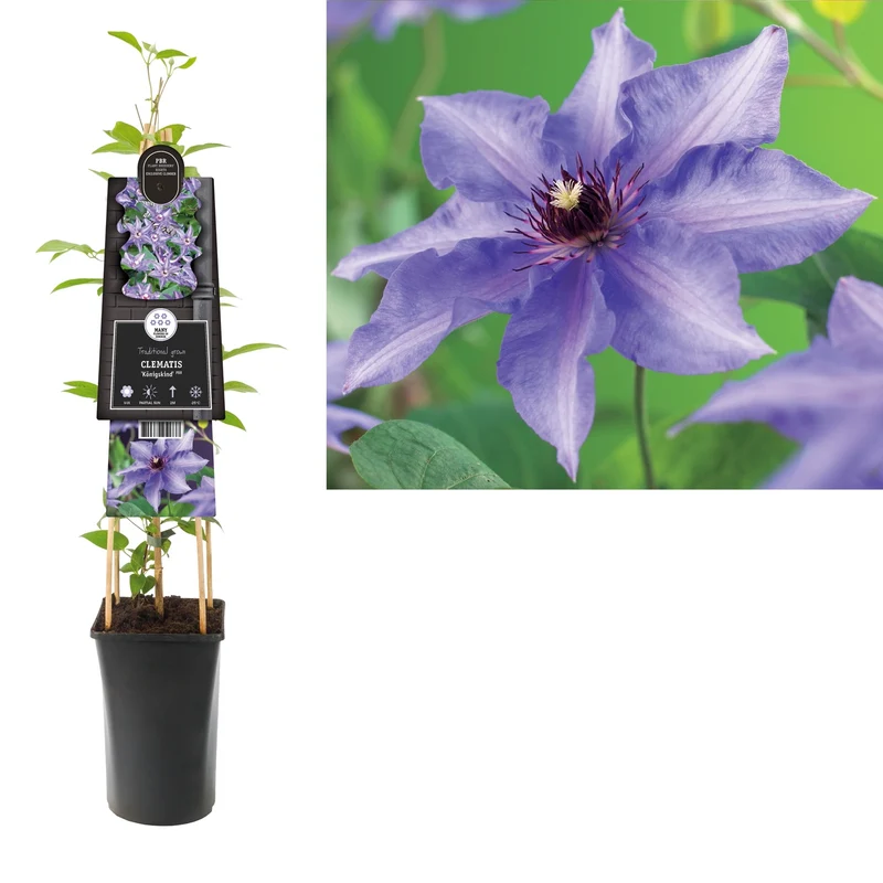 Kletterpflanze Clematis Königskind PBR (Kissenrebe)