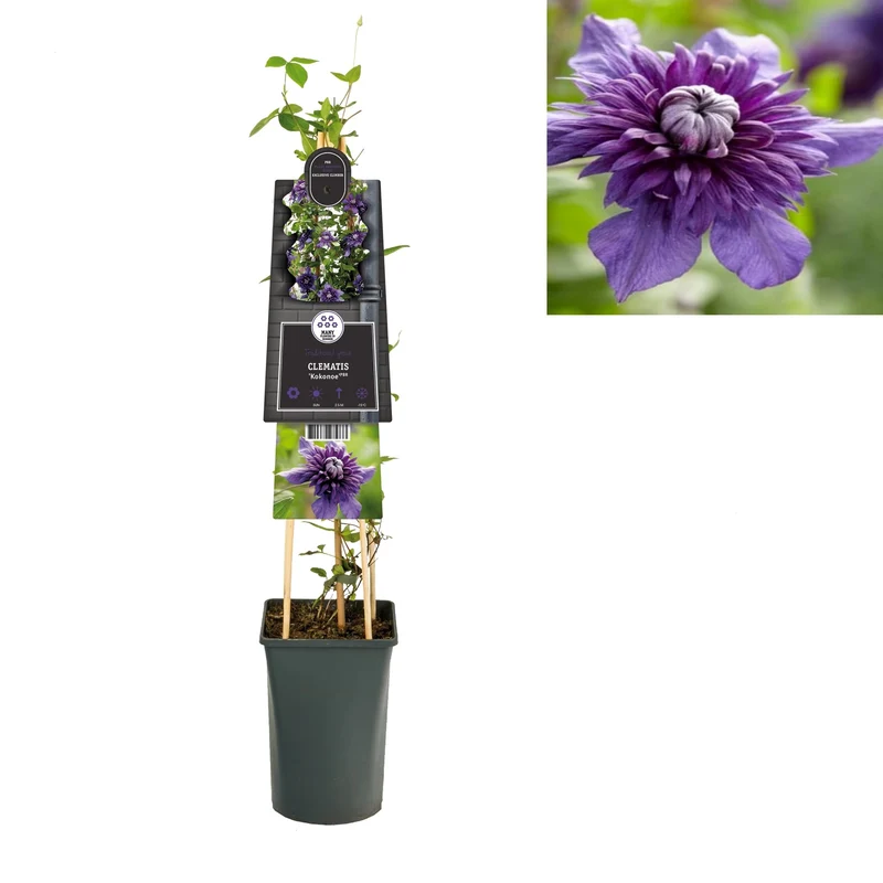 Kletterpflanze Clematis Kokonoe PBR (Cushing-Rebe)