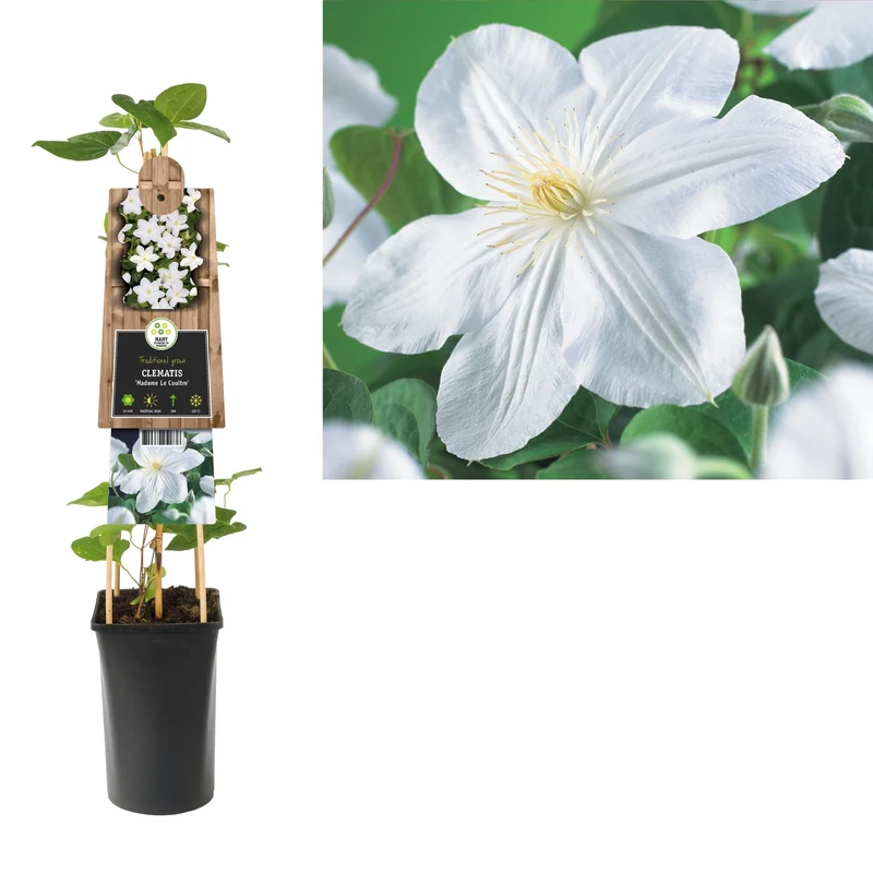 Kletterpflanze Clematis Madame Le Coultre (Cowberry)