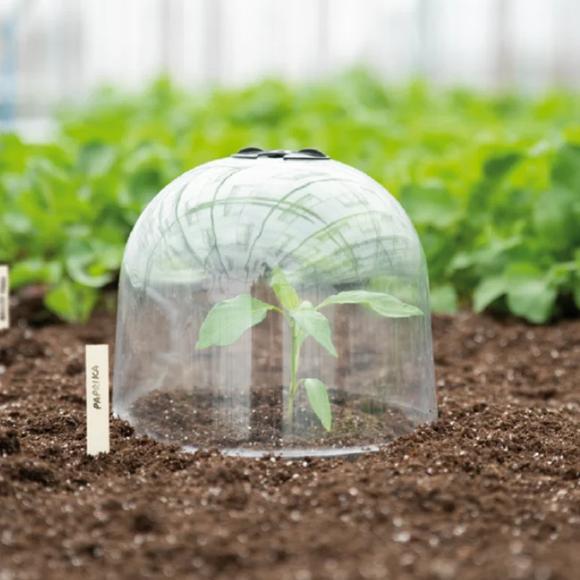 Plant Bell Cloche - 3 Pack