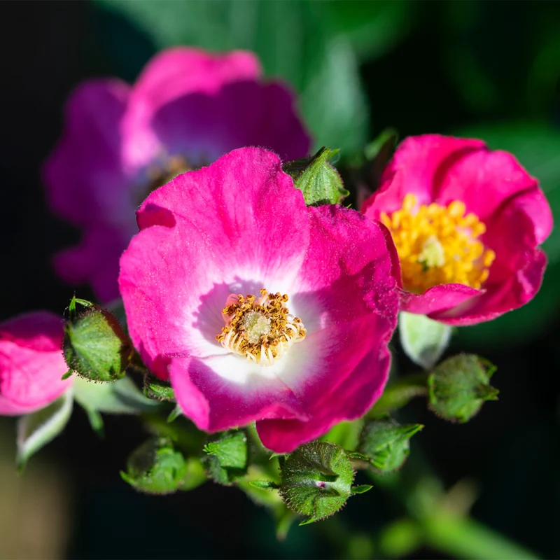 Strauchrose Rosy Boom®