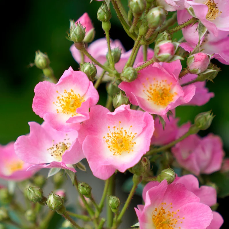 Strauchrose Rosy Boom®